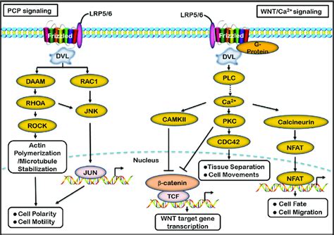 细胞信号通路详解之wnt信号通路蛋白