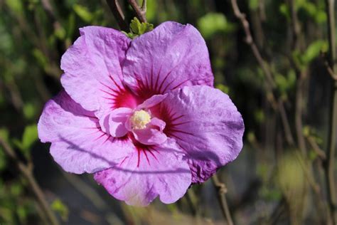 Kostenloser Versand Hibiscus Syriacus Lavender Chiffon Lubera De