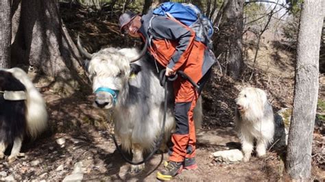 Yak Trekking In Den Walliser Alpen Ratgeber Srf