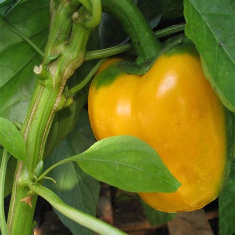 Pimiento Amarillo Quadrato D Asti Giallo Capsicum Annuum Semillas