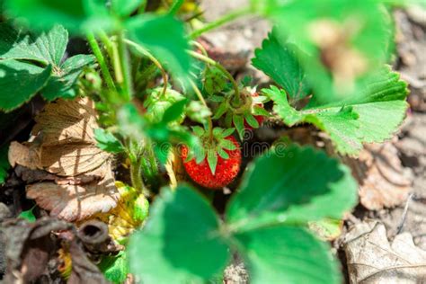 Strawberry cultivation stock photo. Image of food, freshness - 213393940