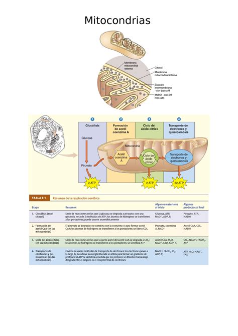 Histo Mitocondrias apuntes de la catedra Histología y Embriología