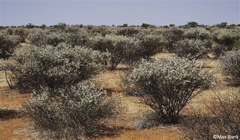 Black rhino habitat use, home ranges, and spatial distribution in the Kalahari ecosystem - Wild ...