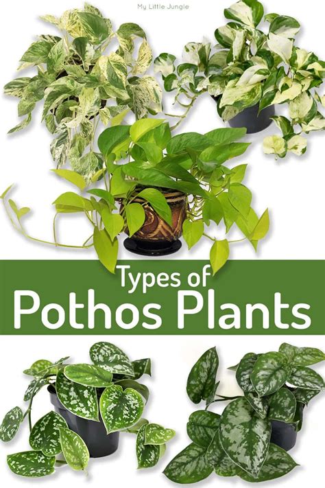 Types Of Pothos Plants To Add To Your Collection Artofit