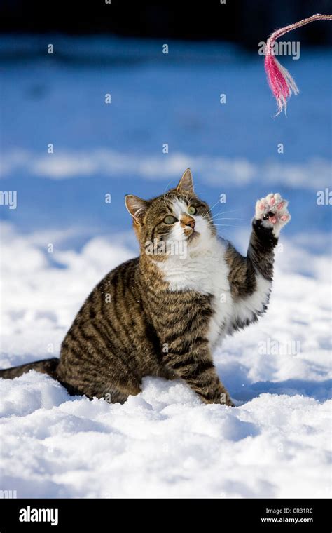 Katzen Pfoten Im Schnee Stockfotos Und Bilder Kaufen Alamy