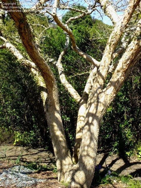 Plantfiles Pictures Vachellia Species Acacia Paperbark Thorn Paper