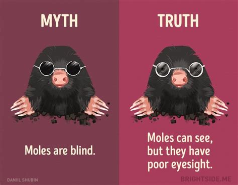 12 Myths About Animals That We Still Believe / Bright Side