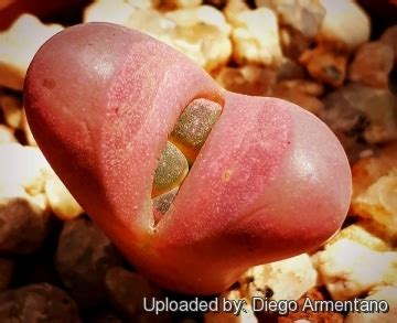 Lithops Optica F Rubra