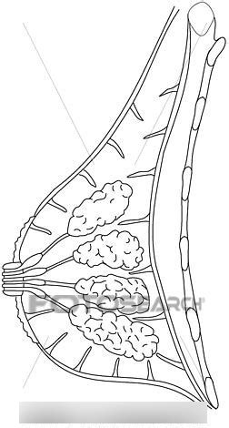 Breast Diagram Quizlet