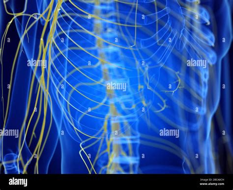 Nervio intercostal Fotos und Bildmaterial in hoher Auflösung Alamy