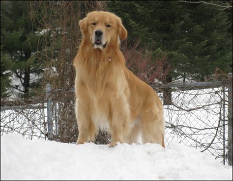 Canuck Dogs: Your source for Canadian dog event information online.