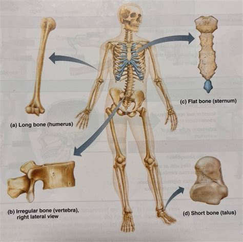 A P Lab Chapter Overview Of The Skeleton Bone Classification And