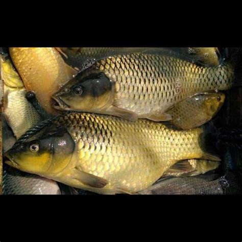 Jual Ikan Mas Hidup Segar Fresh 500Gr 500 Gram 5Ons 5 Ons Di Seller