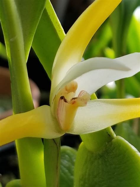 Maxillaria Ringens Orchid Information