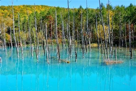 The Blue Pond In Biei Its Seasonal Vistas And How To Get There