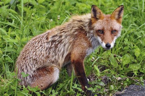 Red Fox Stock Photography - Image: 22518992