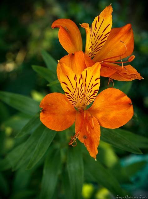 Different Types Of Orange Flowers With Images A Z Types Of