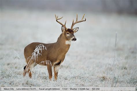 The Ultimate Wildlife Photography Tutorial - Hand-holding vs Tripods ...