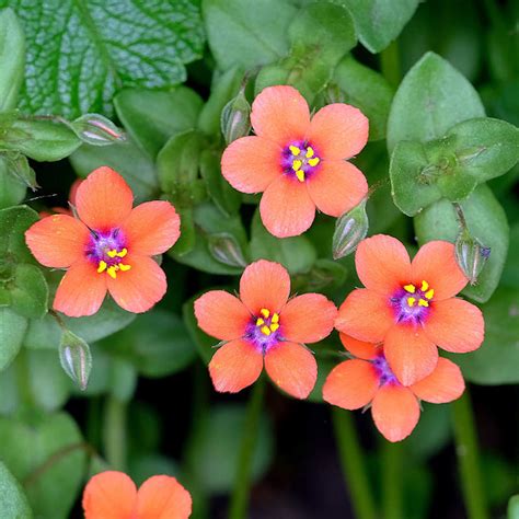 Anagallis Arvensis Scarlet Pimpernel Wildflower Seeds