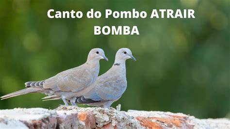 Som Do Canto Do Pombo Canto Do Pombo Atrair Pomba Para Acasalamento