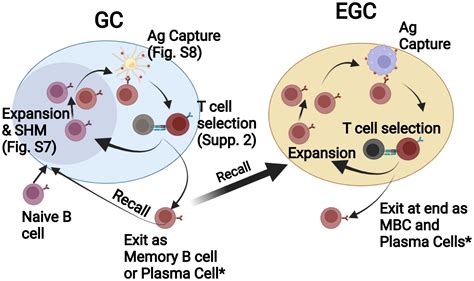 B Cell Activation Germinal Center