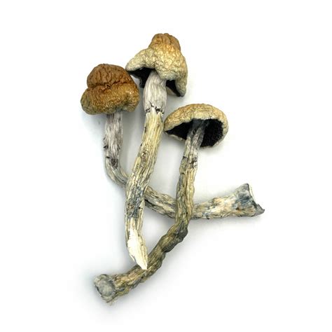 Buy Golden Teachers Mushrooms Nevada Navada Mushroom Dispensary