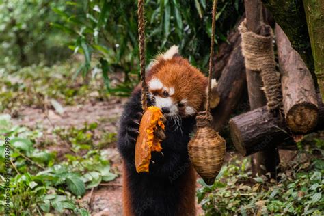 Red panda (Ailurus fulgens) eating a pumpkin at the Giant Panda ...