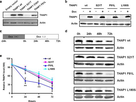 THAP1 Protein Stability Assessment A The Expression Level Of Different