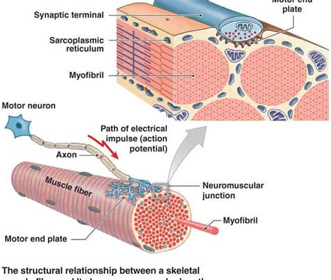 Neuromuscular Junction Motor Neuron