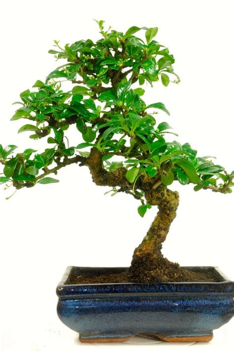 Medium Sized Indoor Carmona Bonsai With Artistic Styling