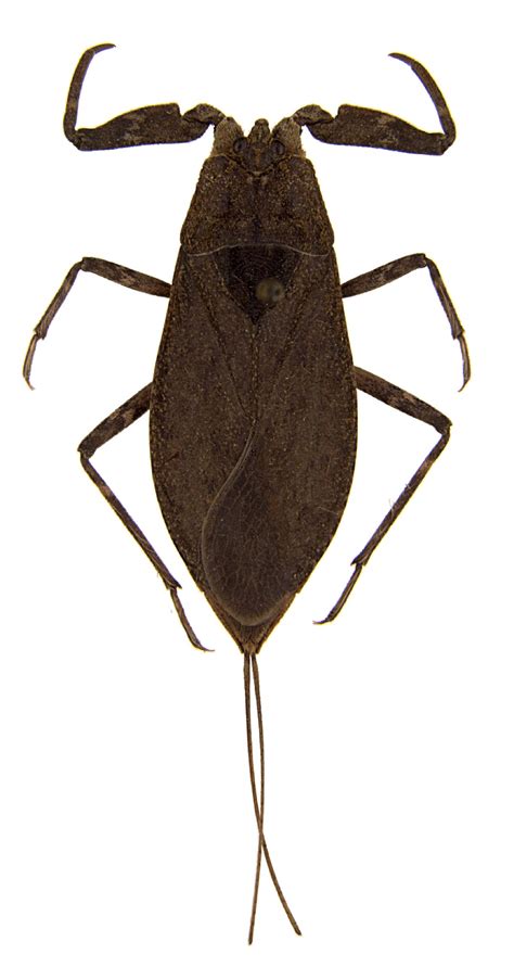 Wasserskorpion Nepa Cinerea Picture Insect