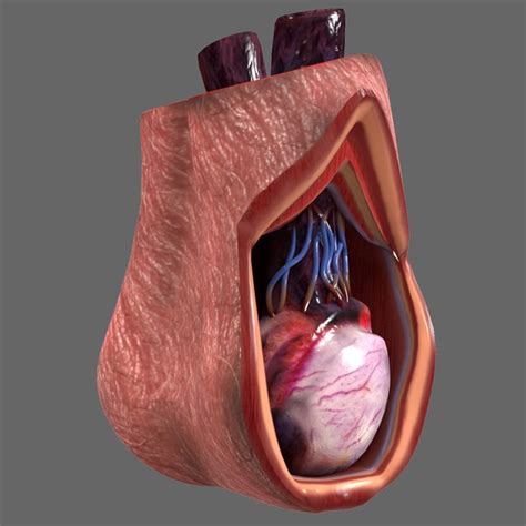 Anatomia Jądra Model 3d Turbosquid 1521454