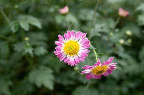 Les plantes pour lutter contre l apnée du sommeil Somnologie