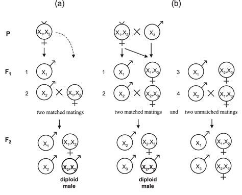 Figure 1 From Absence Of Single Locus Complementary Sex Determination