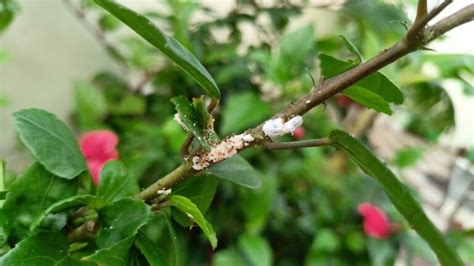 Get Rid Of The White Fuzzy Bugs Mealybugs Removal A Z