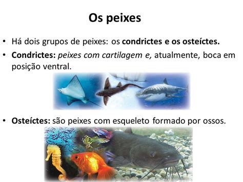 Filo Cordados Peixes Condrictes E Oste Ctes Biologia A Ci Ncia Da Vida