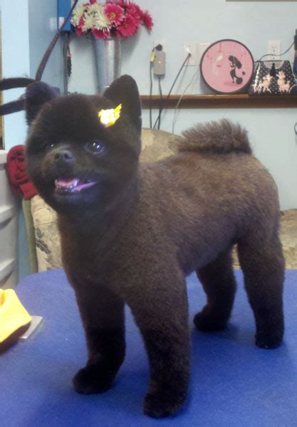 Bear Cut Pomeranian