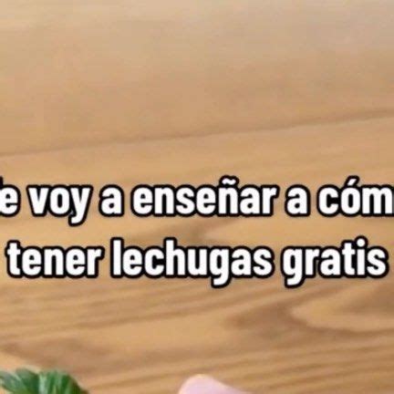 Escuela De Huertos Organicos On Instagram La Lechuga Es Un Alimento