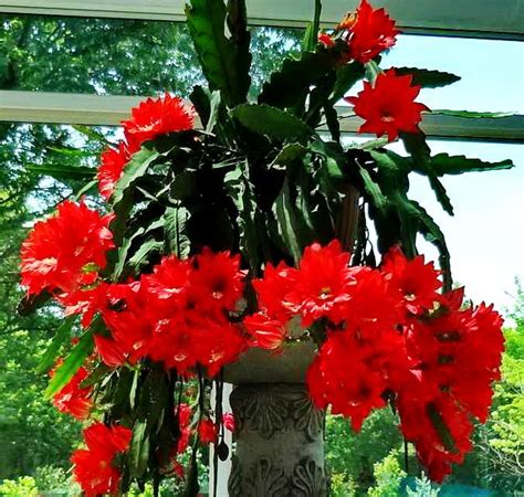 Rare Orchid Cactus Bright Red Epiphyllum Ackermannii Hybrid Fresh