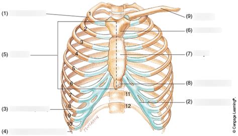 Bones of the Thorax Diagram | Quizlet