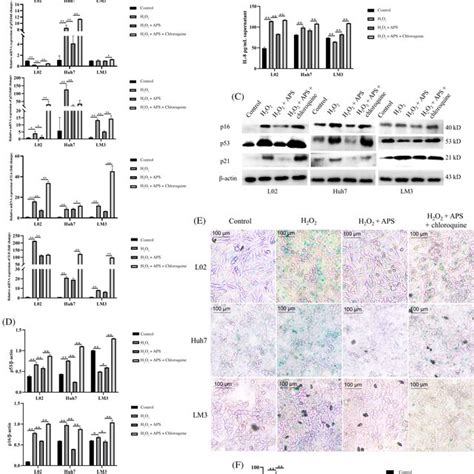 Schematic Showing How Astragalus Polysaccharide Alleviates Hepatocyte