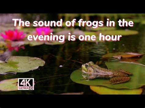 Swamp Sounds At Night Frogs Crickets Light Rain Forest Nature