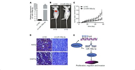 Mir 199a 3p Suppresses Cancer Development In A Mouse Xenograft Model