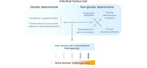 Key Genetic And Non Genetic Factors Driving Intra Tumour Heterogeneity Download Scientific