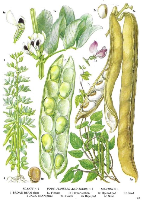 Unframed Vintage Vegetable Print For Wall Art Broad Beans Bean Pod