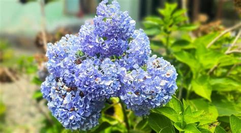 How To Grow And Care For Hydrangea Nikko Blue