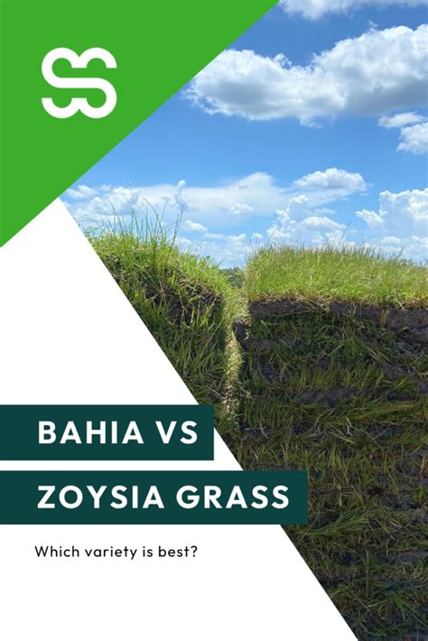 Which sod is better bahia vs zoysia grass - Smart Sod