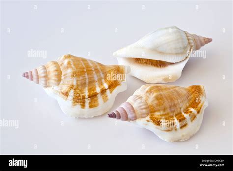 Sea Life Shells Stock Photo Alamy