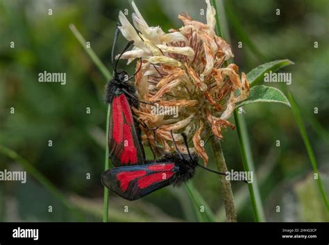 Mating Pair Of Transparent Burnet Moths Zygaena Purpuralis On Clover