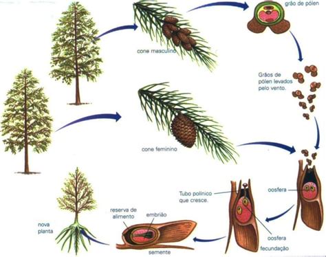 Gimnospermas Caracter Sticas Classifica O Reprodu O Ciclo De Vida